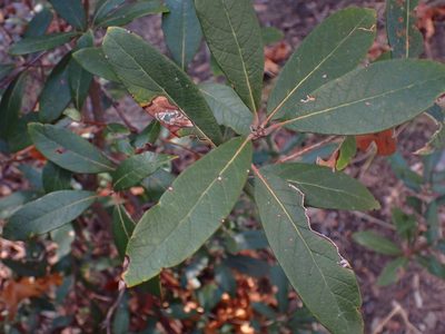 Quercus hypoleucoides, photographed by Cricket Raspet