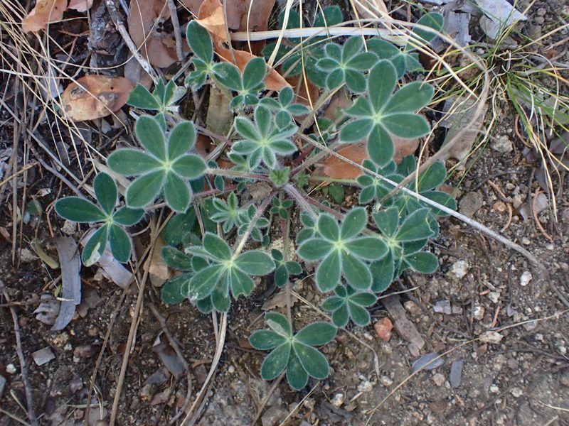 Lupinus huachucanus, photographed by Cricket Raspet