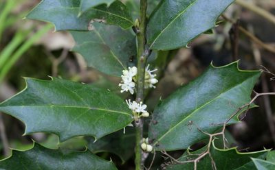 Ilex colchica, photographed by Юрий Данилевский (Yuriy Danilevsky)