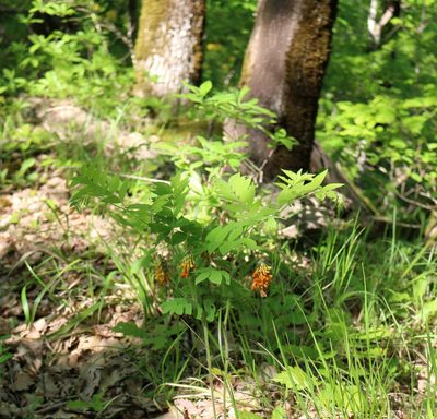 Vicia crocea, photographed by Юрий Данилевский (Yuriy Danilevsky)