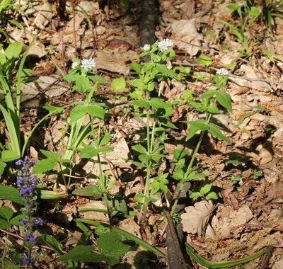 Asperula taurina, photographed by Юрий Данилевский (Yuriy Danilevsky)