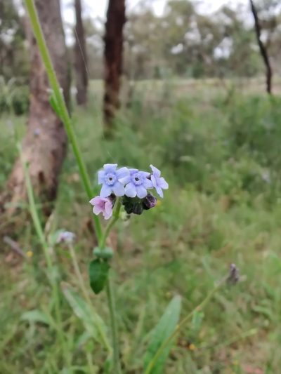Cynoglossum australe, photographed by Nathan Ruser