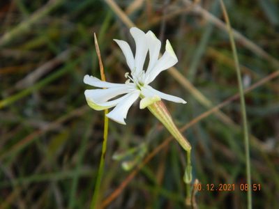 Silene bupleuroides, photographed by Galyna Mykytynets