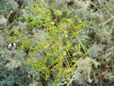Euphorbia seguieriana, photographed by Galyna Mykytynets