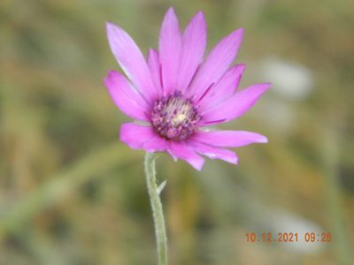 Xeranthemum annuum, photographed by Galyna Mykytynets