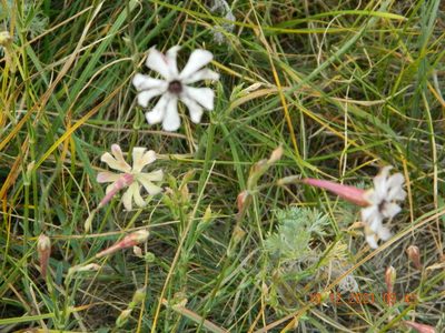 Silene bupleuroides, photographed by Galyna Mykytynets
