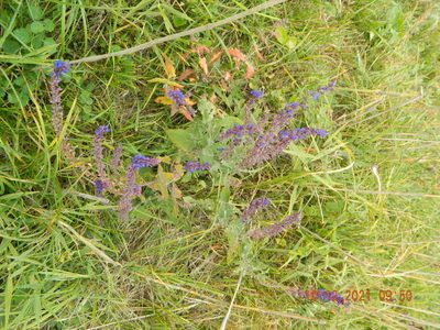 Salvia nemorosa, photographed by Galyna Mykytynets