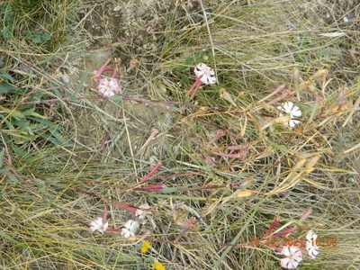 Silene bupleuroides, photographed by Galyna Mykytynets