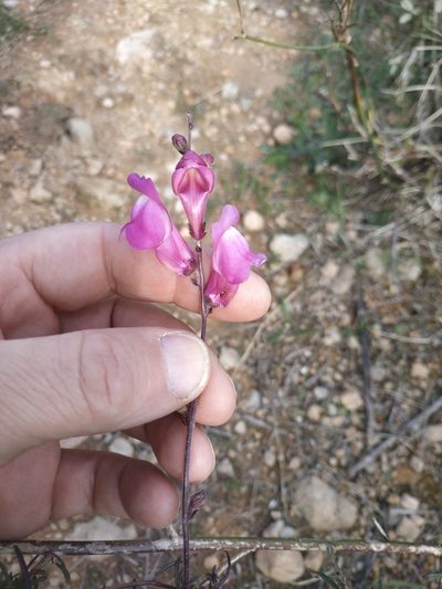 Antirrhinum barrelieri, photographed by Tim Johnson
