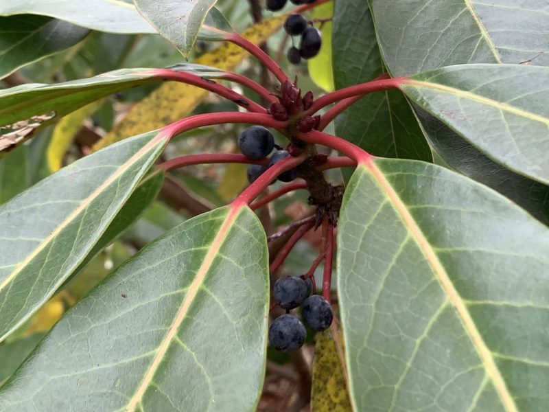 Daphniphyllum macropodum, photographed by kamataryo