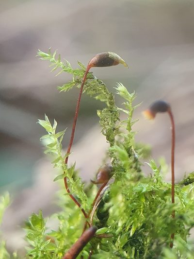 Oxyrrhynchium speciosum, photographed by Jonathan Hughes
