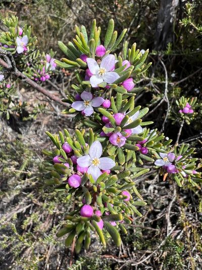 Boronia citriodora, photographed by Ramit Singal