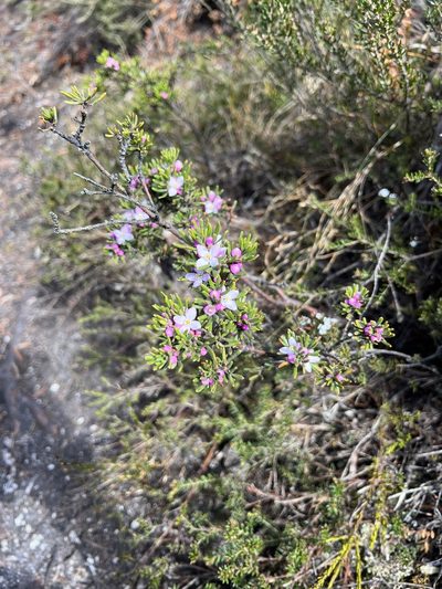 Boronia citriodora, photographed by Ramit Singal