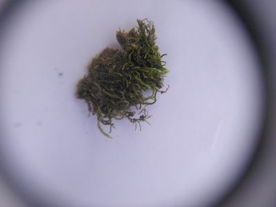 Leskea polycarpa, photographed by Thom Starnes