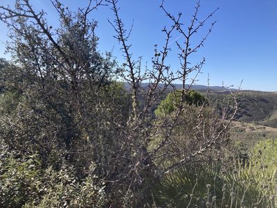 Pyrus bourgaeana, photographed by Marc Riera