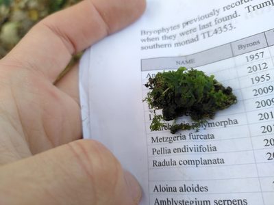 Apopellia endiviifolia, photographed by Thom Starnes