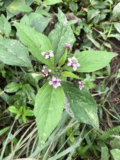 Lantana trifolia, photographed by Skjold Søndergaard