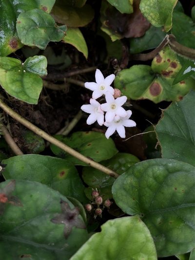 Geophila macropoda, photographed by Skjold Søndergaard