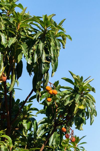 Arbutus canariensis, photographed by Thibaud Aronson