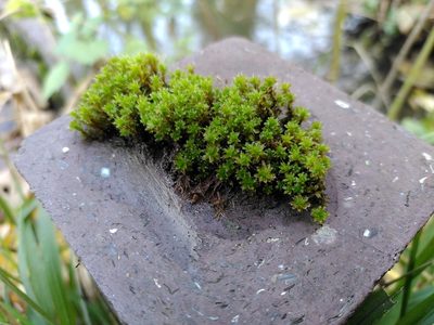 Syntrichia montana, photographed by Thom Starnes