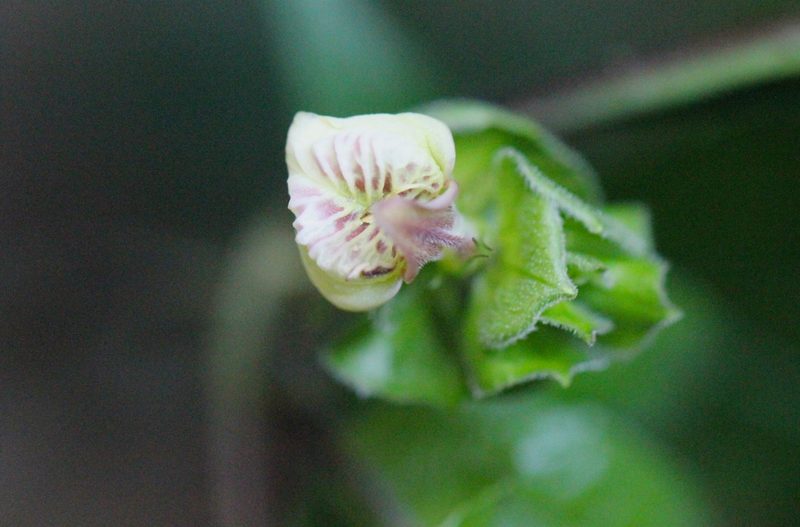 Justicia austrosinensis, photographed by Agnes Trekker