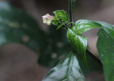 Justicia austrosinensis, photographed by Agnes Trekker