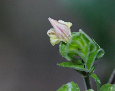 Justicia austrosinensis, photographed by Agnes Trekker