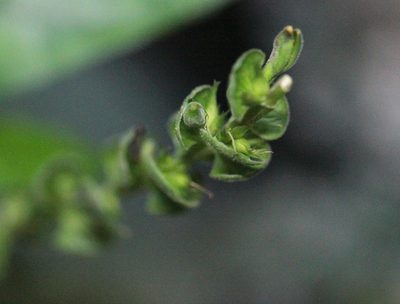 Justicia austrosinensis, photographed by Agnes Trekker