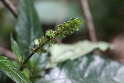 Justicia austrosinensis, photographed by Agnes Trekker