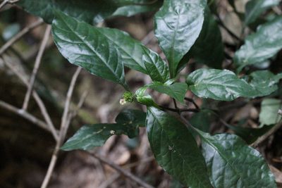 Justicia austrosinensis, photographed by Agnes Trekker
