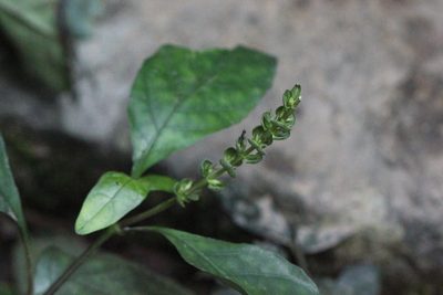 Justicia austrosinensis, photographed by Agnes Trekker