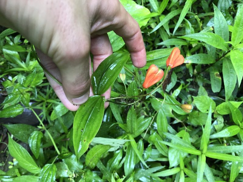 Bomarea obovata, photographed by Skjold Søndergaard