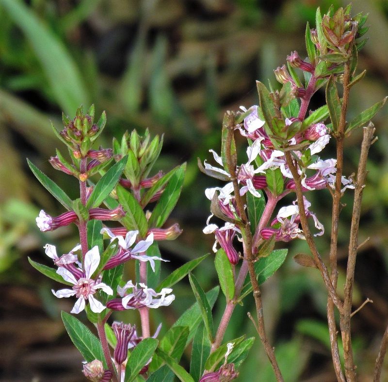 Cuphea lysimachioides, photographed by Hugo Hulsberg