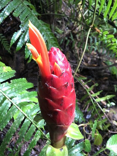 Costus geothyrsus, photographed by Skjold Søndergaard