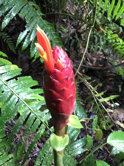 Costus geothyrsus, photographed by Skjold Søndergaard