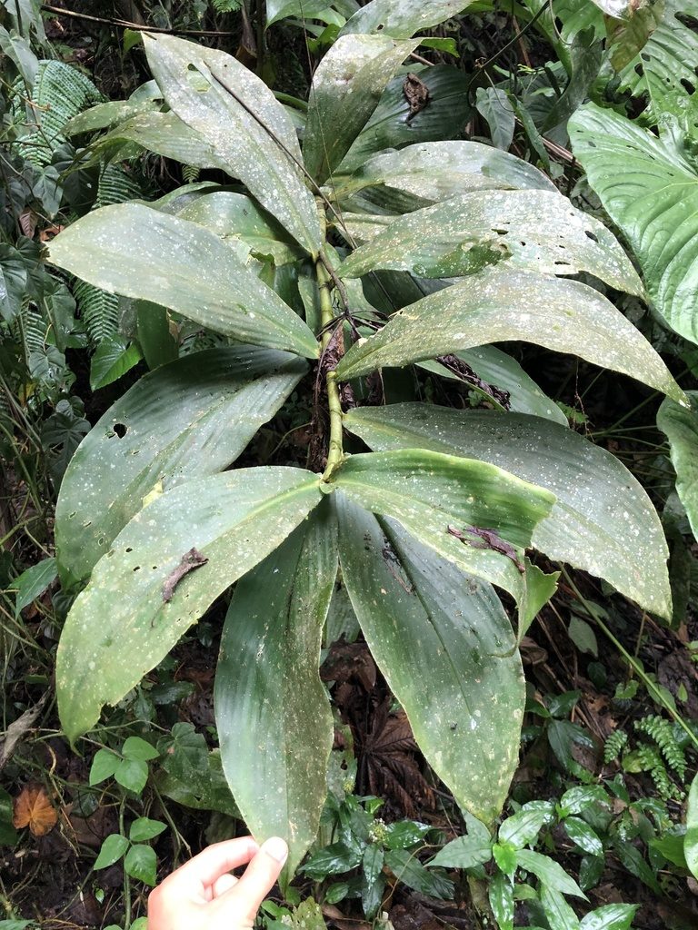 Costus geothyrsus, photographed by Skjold Søndergaard