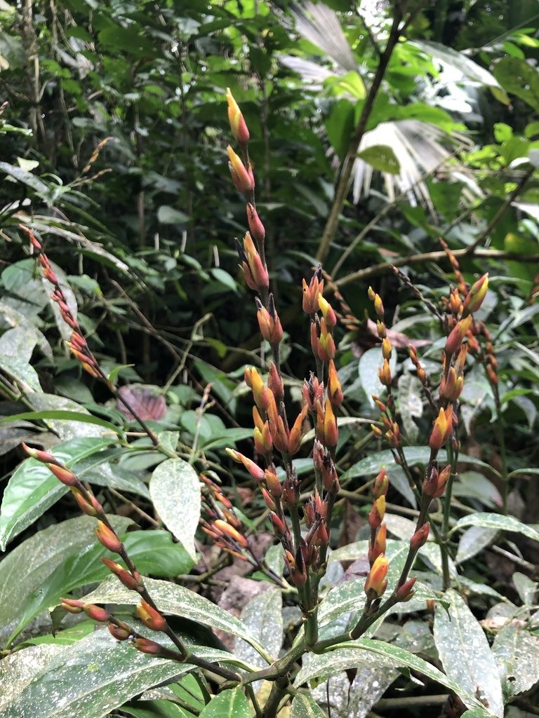 Sanchezia parviflora, photographed by Skjold Søndergaard