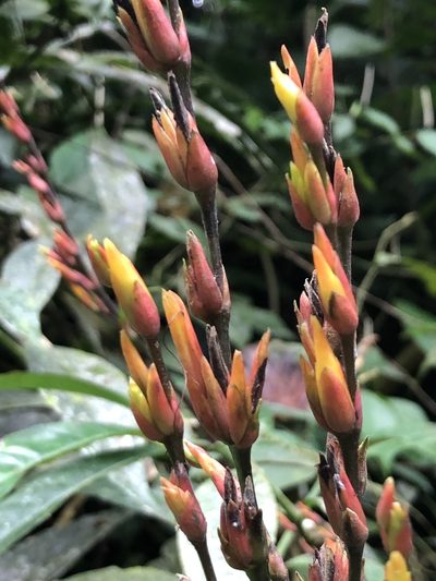 Sanchezia parviflora, photographed by Skjold Søndergaard