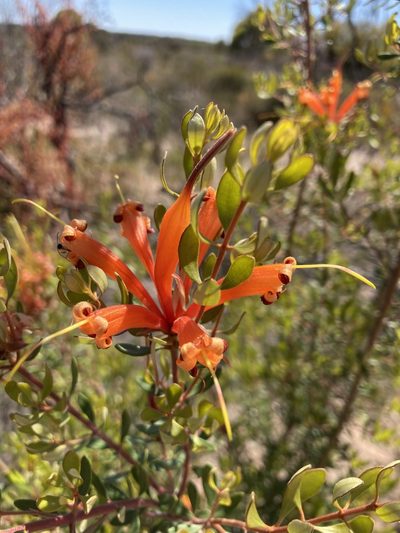 Lambertia inermis, photographed by pimelea