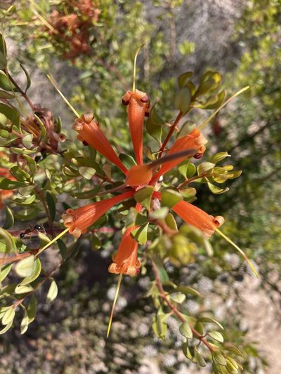 Lambertia inermis, photographed by pimelea