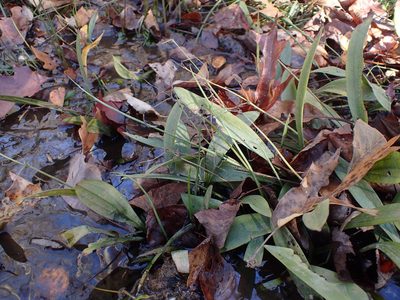Sagittaria fasciculata, photographed by Evan M. Raskin