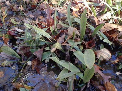 Sagittaria fasciculata, photographed by Evan M. Raskin