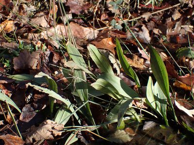 Sagittaria fasciculata, photographed by Evan M. Raskin