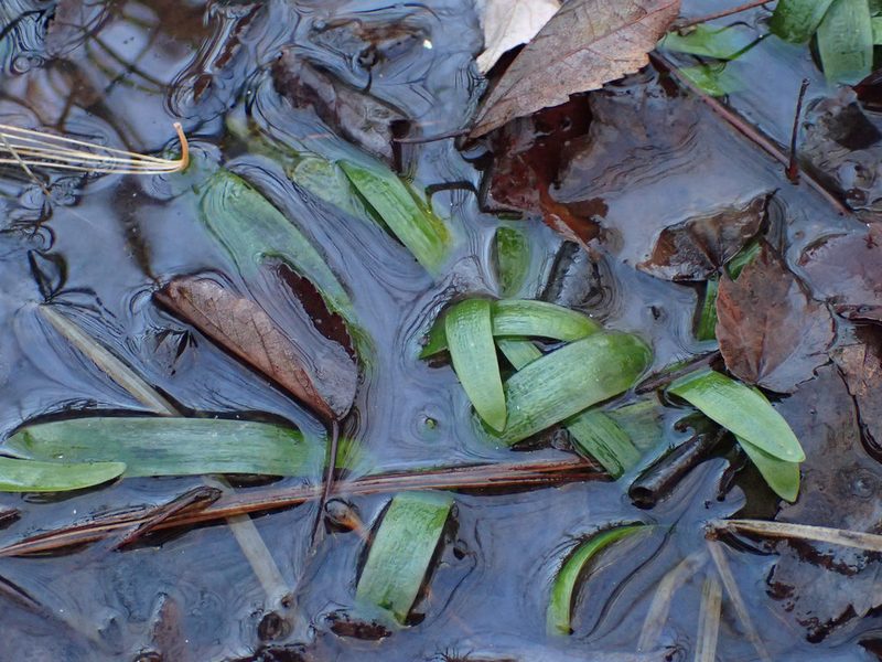 Sagittaria fasciculata, photographed by Evan M. Raskin