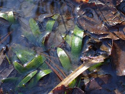 Sagittaria fasciculata, photographed by Evan M. Raskin