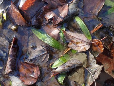 Sagittaria fasciculata, photographed by Evan M. Raskin