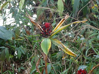 Hellenia speciosa, photographed by 雲一百香果