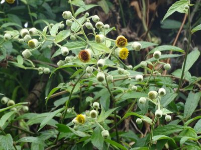 Blumea riparia, photographed by 雲一百香果