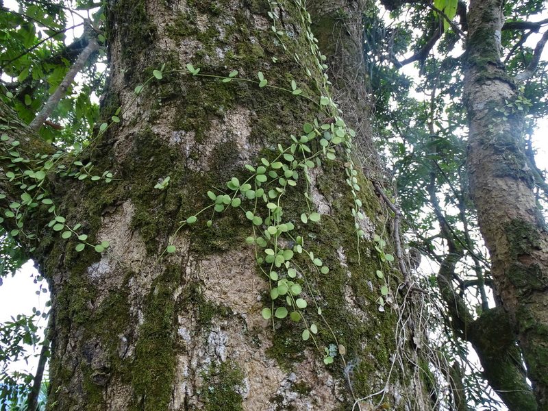 Dischidia formosana, photographed by 雲一百香果