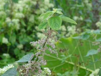 Boehmeria nivea, photographed by 雲一百香果